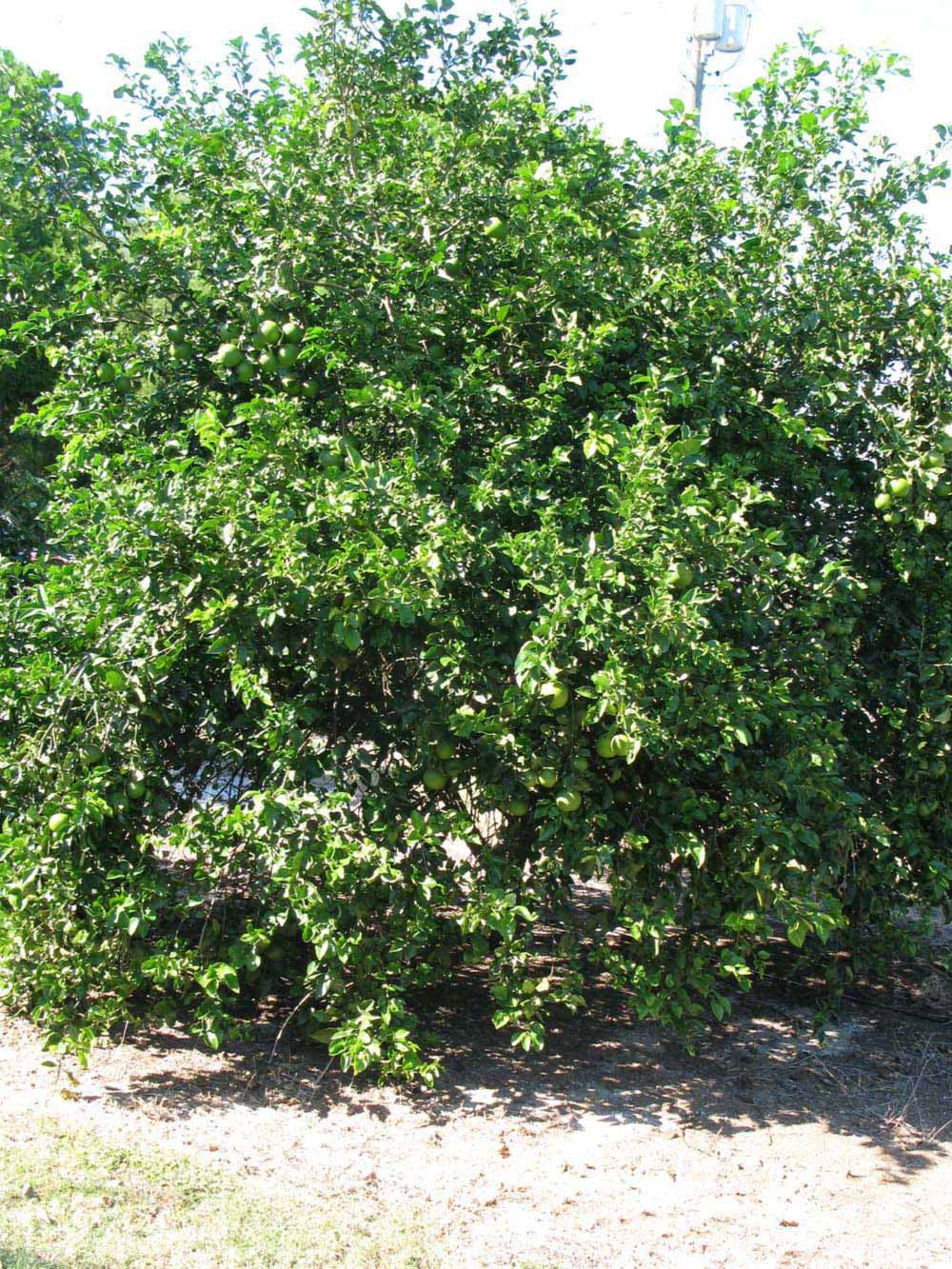            Habit (Winter Haven, FL)   